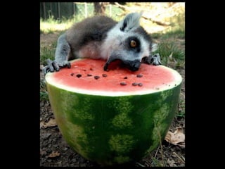 Super Foto's