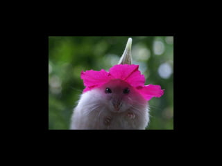 Super Foto's