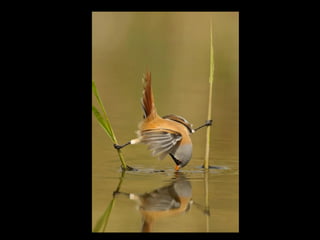 Super Foto's