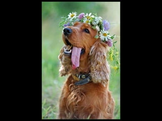 Super Foto's