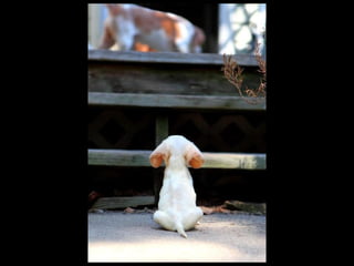 Super Foto's