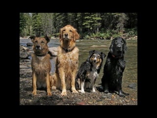 Super Foto's
