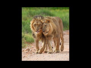 Super Foto's