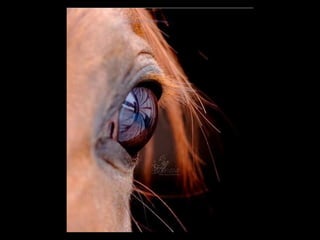 Super Foto's