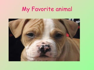 My Favorite animal 