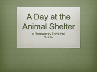 A Day at the
Animal Shelter
A Photostory by Emma Hull
AD4802
 