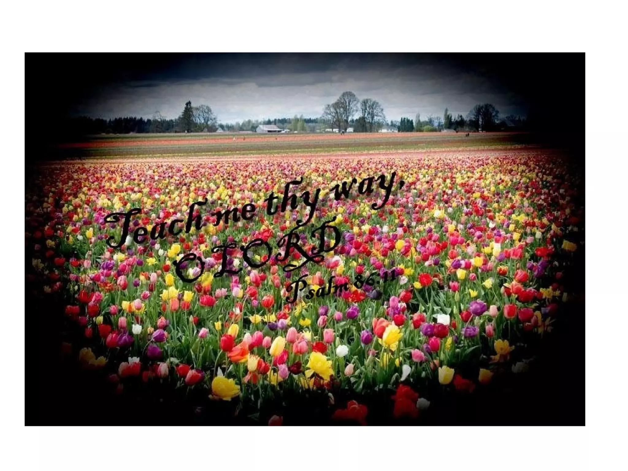 Photos with Bible texts | PPT