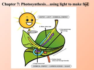 Chapter 7: Photosynthesis…using light to make fud 0 