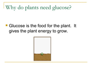 Why do plants need glucose?
 Glucose is the food for the plant. It
gives the plant energy to grow.
 