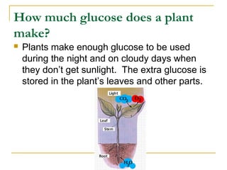 How much glucose does a plant
make?
 Plants make enough glucose to be used
during the night and on cloudy days when
they don’t get sunlight. The extra glucose is
stored in the plant’s leaves and other parts.
 