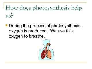 How does photosynthesis help
us?
 During the process of photosynthesis,
oxygen is produced. We use this
oxygen to breathe.
 
