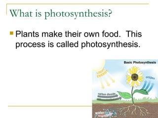 What is photosynthesis?
 Plants make their own food. This
process is called photosynthesis.
 