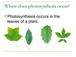 Where does photosynthesis occur?
 Photosynthesis occurs in the
leaves of a plant.
 