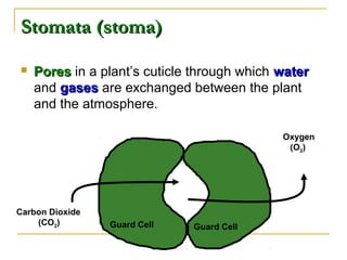 Stomata (stoma)Stomata (stoma)
 PoresPores in a plant’s cuticle through which waterwater
and gasesgases are exchanged between the plant
and the atmosphere.
Guard CellGuard Cell
Carbon Dioxide
(CO2)
Oxygen
(O2)
 