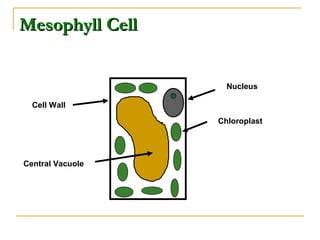 Mesophyll CellMesophyll Cell
Cell Wall
Nucleus
Chloroplast
Central Vacuole
 