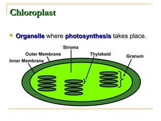 ChloroplastChloroplast
 OrganelleOrganelle where photosynthesisphotosynthesis takes place.
GranumThylakoid
Stroma
Outer Membrane
Inner Membrane
 