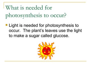 What is needed for
photosynthesis to occur?
 Light is needed for photosynthesis to
occur. The plant’s leaves use the light
to make a sugar called glucose.
 