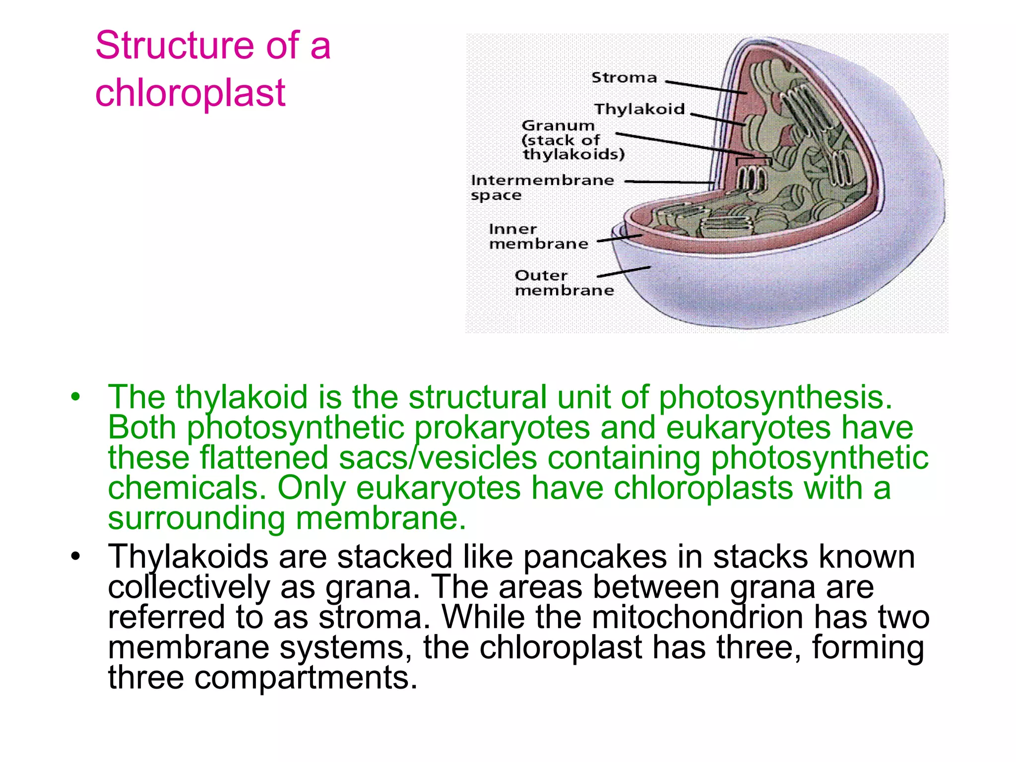Photosynthesis | PPT