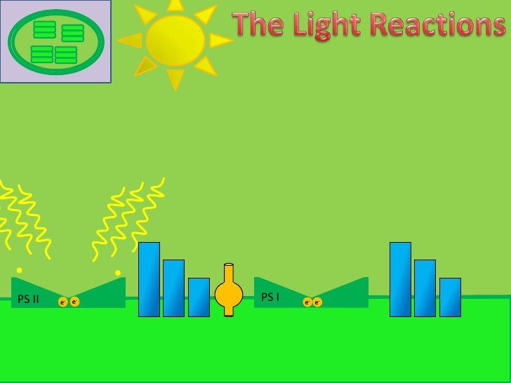Photosynthesis animation student worksheet picture