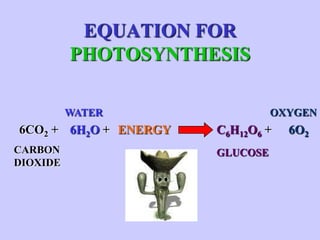 EQUATION FOR
          PHOTOSYNTHESIS

          WATER                  OXYGEN
6CO2 + 6H2O + ENERGY   C6H12O6 +   6O2
CARBON                 GLUCOSE
DIOXIDE
 
