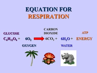 EQUATION FOR
              RESPIRATION

                     CARBON
GLUCOSE              DIOXIDE           ATP
C6H12O6 +    6O2     6CO2 + 6H2O + ENERGY
            OXYGEN             WATER
 