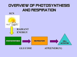 Overview of photosynthesis
        and respiration
  SUN




          RADIANT
          ENERGY


PHOTOSYNTHESIS         RESPIRATION           CELL
                                           ACTIVITIES


             GLUCOSE             ATP(ENERGY)
 