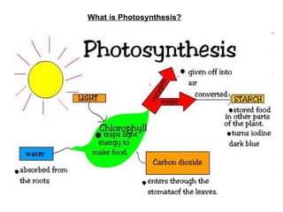 What is Photosynthesis? 