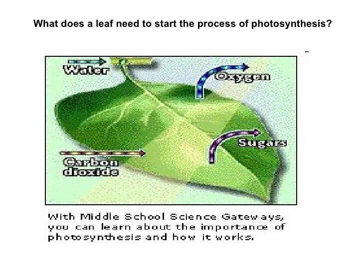 Photosynthesis Photosynthesis