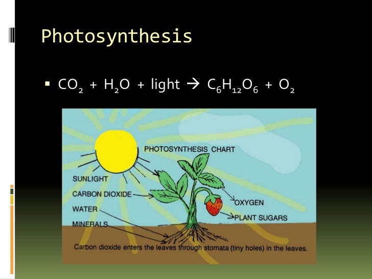 AP Biology Photosynthesis (Part 1