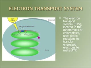 Photosynthesis | PPT