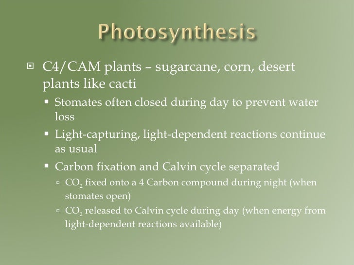 Photosynthesis