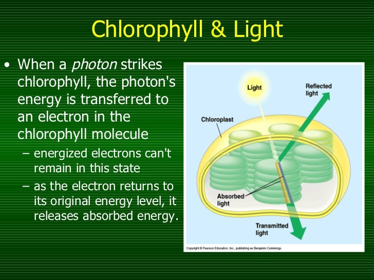 Photosynthesis