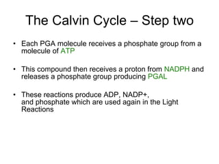 The Calvin Cycle – Step two Each PGA molecule receives a phosphate group from a molecule of  ATP This compound then receives a proton from  NADPH  and releases a phosphate group producing  PGAL These reactions produce ADP, NADP+, and phosphate which are used again in the Light Reactions 