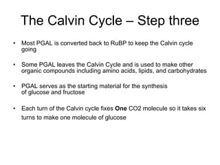 The Calvin Cycle – Step three Most PGAL is converted back to RuBP to keep the Calvin cycle going Some PGAL leaves the Calvin Cycle and is used to make other organic compounds including amino acids, lipids, and carbohydrates PGAL serves as the starting material for the synthesis of glucose and fructose Each turn of the Calvin cycle fixes  One  CO2 molecule so it takes six turns to make one molecule of glucose   