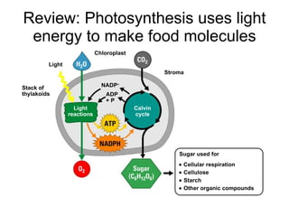 Review: Photosynthesis uses light energy to make food molecules Sugar used for    Cellular respiration    Cellulose    Starch    Other organic compounds Chloroplast Light Stack of thylakoids ADP + P NADP  Stroma Light reactions Calvin cycle 