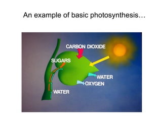 An example of basic photosynthesis… 