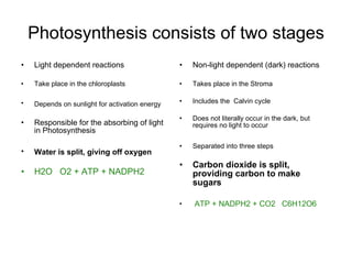 Photosynthesis consists of two stages Light dependent reactions Take place in the chloroplasts Depends on sunlight for activation energy   Responsible for the absorbing of light in Photosynthesis Water is split, giving off oxygen   H2O   O2 + ATP + NADPH2 Non-light dependent (dark) reactions Takes place in the Stroma Includes the  Calvin cycle Does not literally occur in the dark, but requires no light to occur Separated into three steps Carbon dioxide is split, providing carbon to make sugars     ATP + NADPH2 + CO2   C6H12O6   