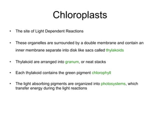 Chloroplasts The site of Light Dependent Reactions These organelles are surrounded by a double membrane and contain an inner membrane separate into disk like sacs called  thylakoids   Thylakoid are arranged into  granum , or neat stacks Each thylakoid contains the green pigment  chlorophyll The light absorbing pigments are organized into  photosystems , which transfer energy during the light reactions 