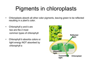 Pigments in chloroplasts Chloroplasts absorb all other color pigments, leaving green to be reflected resulting in a plant’s color.  Chlorophyll a and b are  two are the 2 most  common types of chlorophyll  Chlorophyll  b  absorbs colors or light energy NOT absorbed by  chlorophyll a Light Reflected light Absorbed light Transmitted light Chloroplast 