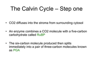 The Calvin Cycle – Step one CO2 diffuses into the stroma from surrounding cytosol An enzyme combines a CO2 molecule with a five-carbon carbohydrate called  RuBP The six-carbon molecule produced then splits immediately into a pair of three-carbon molecules known as  PGA 