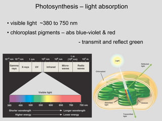 Photosynthesis – light absorption
• visible light ~380 to 750 nm
• chloroplast pigments – abs blue-violet & red
- transmit and reflect green
 