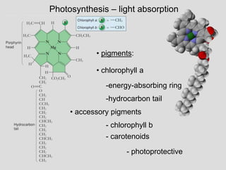 • pigments:
• chlorophyll a
• accessory pigments
-energy-absorbing ring
-hydrocarbon tail
- carotenoids
- photoprotective
Photosynthesis – light absorption
- chlorophyll b
 