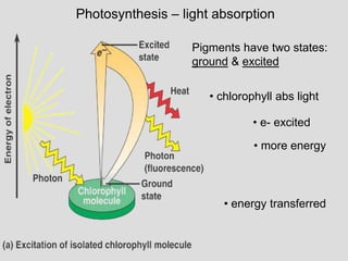 • chlorophyll abs light
Photosynthesis – light absorption
• e- excited
• more energy
• energy transferred
Pigments have two states:
ground & excited
 
