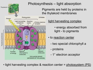 Photosynthesis – light absorption
light harvesting complex
• energy absorbed from
light - to pigments
• to reaction center
- two special chlorophyll a
- 1° electron acceptor
• light harvesting complex & reaction center = photosystem (PS)
- proteins
Pigments are held by proteins in
the thylakoid membranes
 