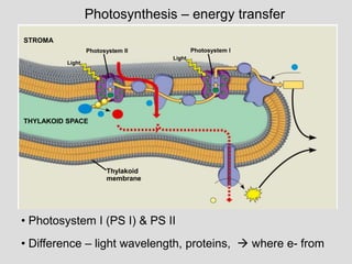 Photosynthesis – energy transfer
• Photosystem I (PS I) & PS II
• Difference – light wavelength, proteins,  where e- from
Light
Thylakoid
membrane
THYLAKOID SPACE
STROMA
Photosystem II Photosystem I
Light
 