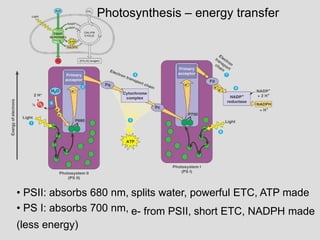 Photosynthesis – energy transfer
• PSII: absorbs 680 nm,
• PS I: absorbs 700 nm,
(less energy)
splits water, powerful ETC, ATP made
e- from PSII, short ETC, NADPH made
 