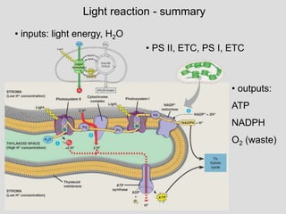 Light reaction - summary
• inputs: light energy, H2O
• PS II, ETC, PS I, ETC
• outputs:
ATP
NADPH
O2 (waste)
 