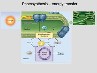 Photosynthesis – energy transfer
 