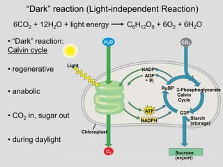 “Dark” reaction (Light-independent Reaction)
6CO2 + 12H2O + light energy C6H12O6 + 6O2 + 6H2O
• “Dark” reaction:
Calvin cycle
• regenerative
• anabolic
• CO2 in, sugar out
• during daylight
CO2
NADP+
ADP
Pi
+
RuBP 3-Phosphoglycerate
Calvin
Cycle
G3P
ATP
NADPH
Starch
(storage)
Sucrose
(export)
Chloroplast
Light
H2O
O2
 