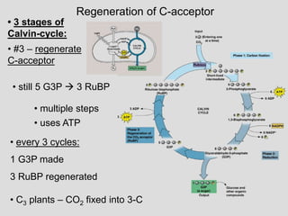 Regeneration of C-acceptor
• multiple steps
• uses ATP
• every 3 cycles:
1 G3P made
3 RuBP regenerated
• #3 – regenerate
C-acceptor
• still 5 G3P  3 RuBP
• C3 plants – CO2 fixed into 3-C
• 3 stages of
Calvin-cycle:
 